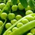 Як законсервувати зелену стручкову квасолю (законсервувати) Як законсервувати зелену стручкову квасолю