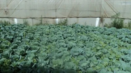 Капуста в теплиці вирощування, посадка, розсада (капуста) Капуста в теплиці вирощування, посадка, розсада