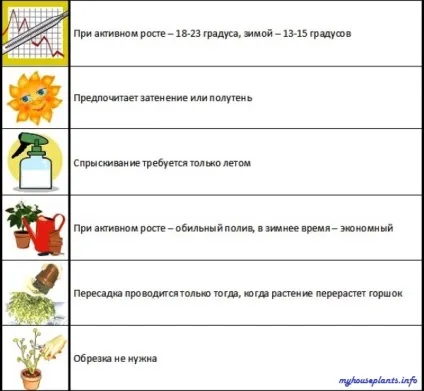 Кардамон - мої кімнатні рослини