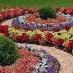 Колеус в саду (36 фото) відео-інструкція по вирощуванню своїми руками, фото (вирощування) Колеус в саду (36 фото) відео-інструкція по вирощуванню своїми руками, фото