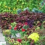 Колеус в саду (36 фото) відео-інструкція по вирощуванню своїми руками, фото (руками) Колеус в саду (36 фото) відео-інструкція по вирощуванню своїми руками, фото