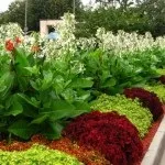 Колеус в саду (36 фото) відео-інструкція по вирощуванню своїми руками, фото (вирощування) Колеус в саду (36 фото) відео-інструкція по вирощуванню своїми руками, фото
