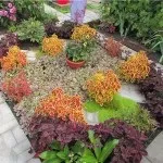 Колеус в саду (36 фото) відео-інструкція по вирощуванню своїми руками, фото (колеус в саду вирощування фото своїми руками) Колеус в саду (36 фото) відео-інструкція по вирощуванню своїми руками, фото
