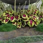 Колеус в саду (36 фото) відео-інструкція по вирощуванню своїми руками, фото (своїми) Колеус в саду (36 фото) відео-інструкція по вирощуванню своїми руками, фото