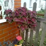 Колеус в саду (36 фото) відео-інструкція по вирощуванню своїми руками, фото (колеус) Колеус в саду (36 фото) відео-інструкція по вирощуванню своїми руками, фото