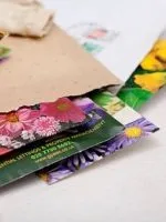 Колеус - вирощування в саду (саду) Колеус - вирощування в саду