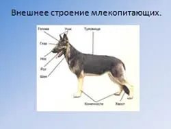Клас ссавці загальна характеристика