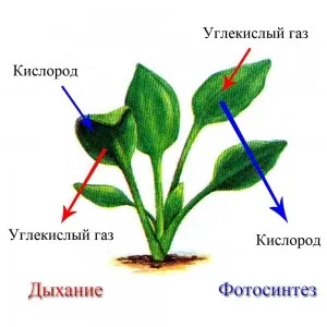 Коли рослина поглинає кисень 2 клас - світ відповідей (кисень) Коли рослина поглинає кисень 2 клас - світ відповідей