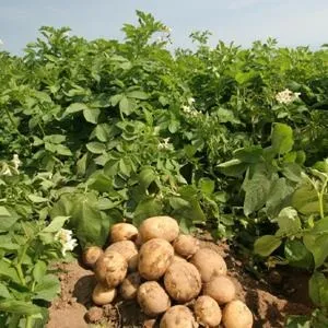 До чого сниться рити або копати уві сні картоплю - які відмінності в тлумаченнях сонників (чого) До чого сниться рити або копати уві сні картоплю - які відмінності в тлумаченнях сонників