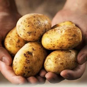 До чого сниться рити або копати уві сні картоплю - які відмінності в тлумаченнях сонників (чого) До чого сниться рити або копати уві сні картоплю - які відмінності в тлумаченнях сонників