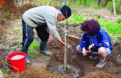 Коли краще садити сливу навесні або восени (садити) Коли краще садити сливу навесні або восени