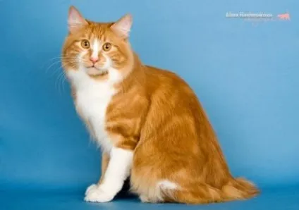 Клубні коти, відкриті для в'язок (племінного кота може) Клубні коти, відкриті для в'язок