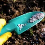 Як виростити базилік будинку в горщику - дачні (взимку) Як виростити базилік будинку в горщику - дачні