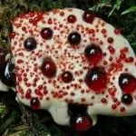 Як виростити ананас вдома