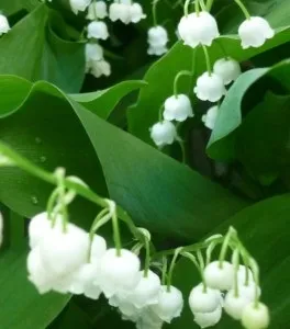 Як вирощувати конвалії шістсот рад (конвалії) Як вирощувати конвалії шістсот рад