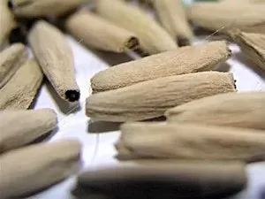 Як виростити адениума з насіння в домашніх умовах (адениума) Як виростити адениума з насіння в домашніх умовах