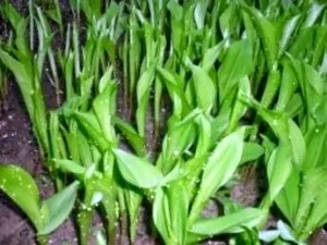 Як вирощувати конвалії шістсот рад (конвалії) Як вирощувати конвалії шістсот рад