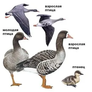 Як виглядає білолобий гусак або белолобая казарка, в яких тундра живе (гусак) Як виглядає білолобий гусак або белолобая казарка, в яких тундра живе