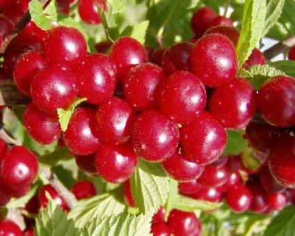 Як виростити вишню на дачі (сорти вишні) Як виростити вишню на дачі