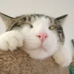 Кото-дитячий садок в германии - кототека - найцікавіше про світ кішок