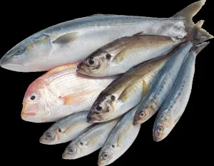 Корм для кішок Акана (acana) - огляд, склад та відгуки ветеринарів