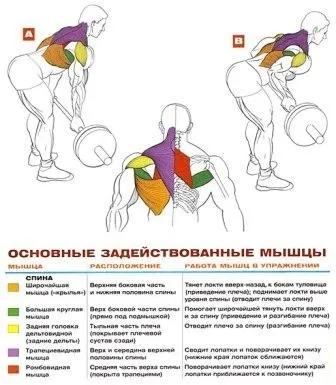 Комплекс вправ для м'язів спини топ базових технік - школа тіла - бодібілдинг, спорт, фітнес (вправ) Комплекс вправ для м'язів спини топ базових технік - школа тіла - бодібілдинг, спорт, фітнес