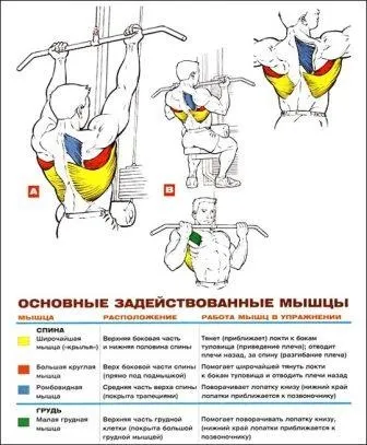 Комплекс вправ для м'язів спини топ базових технік - школа тіла - бодібілдинг, спорт, фітнес (м'язів) Комплекс вправ для м'язів спини топ базових технік - школа тіла - бодібілдинг, спорт, фітнес