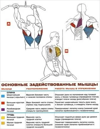 Комплекс вправ для м'язів спини топ базових технік - школа тіла - бодібілдинг, спорт, фітнес (базові вправи для спини) Комплекс вправ для м'язів спини топ базових технік - школа тіла - бодібілдинг, спорт, фітнес