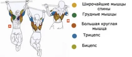Комплекс вправ для м'язів спини топ базових технік - школа тіла - бодібілдинг, спорт, фітнес (комплекс) Комплекс вправ для м'язів спини топ базових технік - школа тіла - бодібілдинг, спорт, фітнес