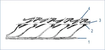 Кошик (суцвіття рослин)