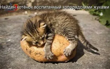 Котики-картинки - котоматрица! Все найцікавіше! (Котоматрица) Котики-картинки - котоматрица! Все найцікавіше!