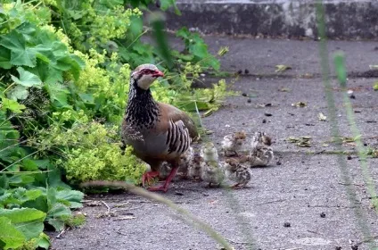 Годування куріпок і кекликов в неволі (кекликов) Годування куріпок і кекликов в неволі