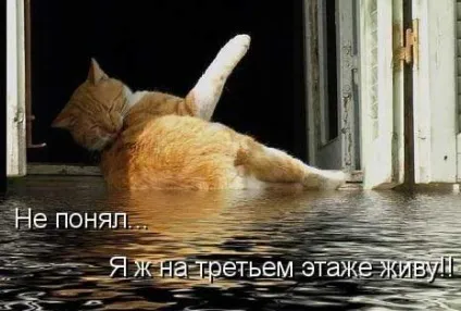 Котики-картинки - котоматрица! Все найцікавіше! (Котики-картинки) Котики-картинки - котоматрица! Все найцікавіше!