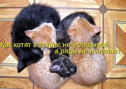 Котики-картинки - котоматрица! Все найцікавіше! (Котики-картинки) Котики-картинки - котоматрица! Все найцікавіше!