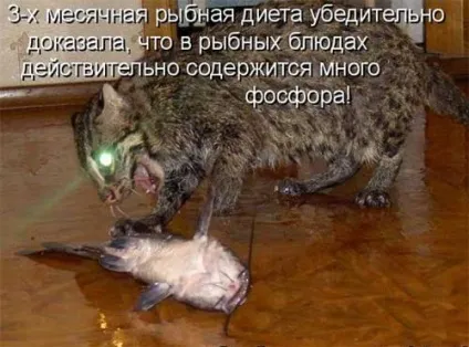 Котики-картинки - котоматрица! Все найцікавіше! (Котоматрица) Котики-картинки - котоматрица! Все найцікавіше!