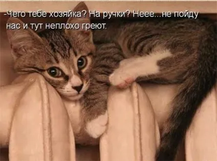 Котики-картинки - котоматрица! Все найцікавіше! (Котоматрица) Котики-картинки - котоматрица! Все найцікавіше!