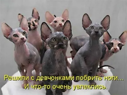 Котики-картинки - котоматрица! Все найцікавіше! (Котики-картинки) Котики-картинки - котоматрица! Все найцікавіше!