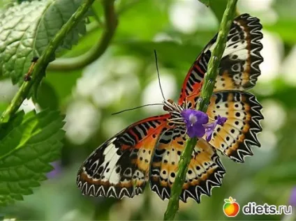 Гарне волосся в домашніх умовах lady-butterfly групи (волосся домашніх умовах) Гарне волосся в домашніх умовах lady-butterfly групи