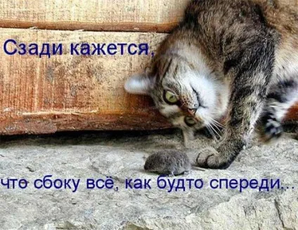 Котики-картинки - котоматрица! Все найцікавіше! (Котоматрица) Котики-картинки - котоматрица! Все найцікавіше!