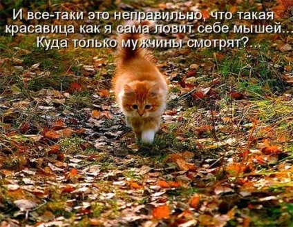 Котики-картинки - котоматрица! Все найцікавіше! (Котоматрица) Котики-картинки - котоматрица! Все найцікавіше!
