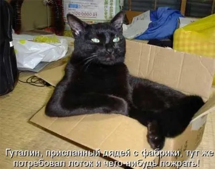 Котики-картинки - котоматрица! Все найцікавіше! (Котики-картинки) Котики-картинки - котоматрица! Все найцікавіше!