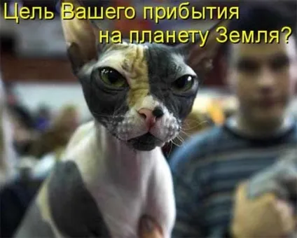 Котики-картинки - котоматрица! Все найцікавіше! (Котики-картинки) Котики-картинки - котоматрица! Все найцікавіше!