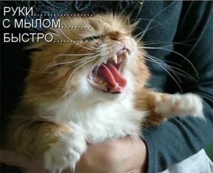 Котики-картинки - котоматрица! Все найцікавіше! (Котики-картинки) Котики-картинки - котоматрица! Все найцікавіше!