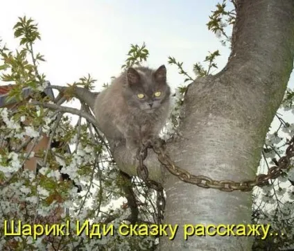 Котики-картинки - котоматрица! Все найцікавіше! (Котоматрица) Котики-картинки - котоматрица! Все найцікавіше!