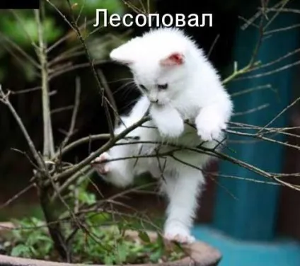 Котики-картинки - котоматрица! Все найцікавіше! (Котоматрица) Котики-картинки - котоматрица! Все найцікавіше!