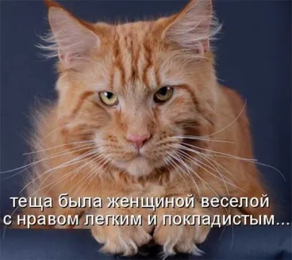 Котики-картинки - котоматрица! Все найцікавіше! (Котики-картинки) Котики-картинки - котоматрица! Все найцікавіше!