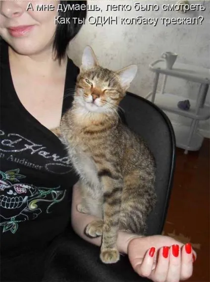 Котики-картинки - котоматрица! Все найцікавіше! (Котики-картинки) Котики-картинки - котоматрица! Все найцікавіше!