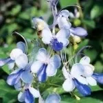 Куфея вогненно-червона - мої кімнатні рослини (вогненно-червона) Куфея вогненно-червона - мої кімнатні рослини