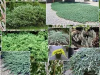 Чагарники фото і назви, садові чагарники, чагарники для саду (види чагарників) Чагарники фото і назви, садові чагарники, чагарники для саду