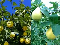Чагарники фото і назви, садові чагарники, чагарники для саду (саду) Чагарники фото і назви, садові чагарники, чагарники для саду